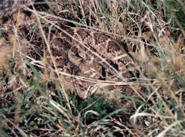 Western Diamondback in grass.jpg [82 Kb]